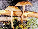 Cogumelos bioluminescentes do gnero <i>Mycena</i>