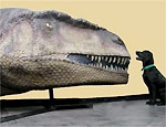 Rplica de Mapusaurus, exibida em museu argentino