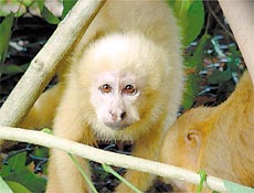 Foto do macaco-prego-galego, cujo status de nova espcie est em questo