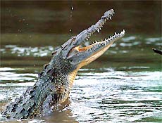Habitat dos crocodilos foi invadido na Flrida