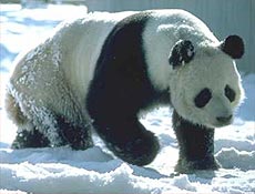 China quer elevar de 400 a 2020 o nmero de pandas que vivem nas montanhas Qinling
