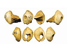 Conchas de colar achadas em Israel