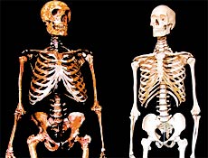 Imagens de esqueletos de um neandertal ( esq.) e de um ser humano moderno