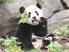 Nova rea asitica de seis acres, ou cerca de 12% do zoolgico, vai abrigar pandas gigantes