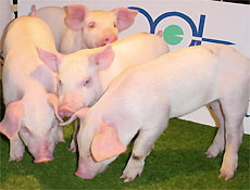 A clonagem j foi feita com sucesso em porcos, cabras, ces, bois, e gatos