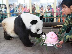 Taotao (em mandarim, brincalhona) tem dois anos para atingir o recorde de sobrevivncia em cativeiro