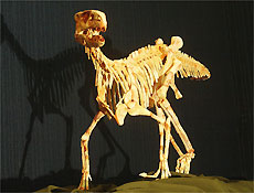 Dino "saci" de 220 milhes de anos, encontrado no Brasil, preenche lacuna na evoluo