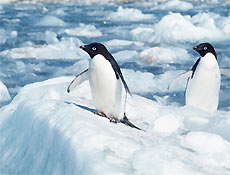 Pingüins-de-adélia se equilibram sobre gelo na Antártida