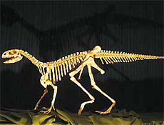 Réplica de esqueleto do Sacisaurus, pequeno dinossauro herbívoro encontrado no Rio Grande do Sul, que viveu no Triássico, primeira fase do reinado de 150 milhões de anos dos grandes répteis