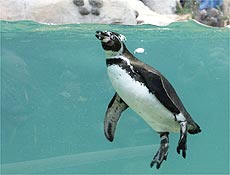 Nas ilhas Galpagos (oceano Pacfico), a populao de pingins foi reduzida pela metade desde o incio da dcada de 70