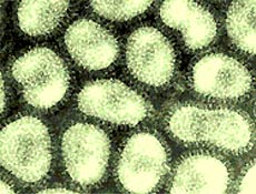 O vrus da gripe se propaga por via rea atravs de gotculas emitidas pelo espirro da pessoa infectada e que se depositam em objetos prximos