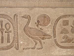 Pato retratado no templo Kom Ombo (datao 170-116 a.C)
