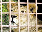 Um dos cinco leões abandonados em Uberaba