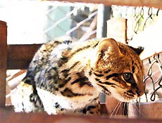 Gato-do-mato desaparece do Bosque Municipal de Ribeiro Preto, interior de So Paulo