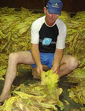 O produtor de fumo Fbio Morsch faz a classificao das folhas de fumo j secas, Santa Cruz do Sul