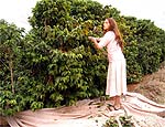 Mariana, a protagonista, trabalha na plantao de caf