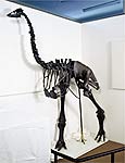 Esqueleto de Aepyornis