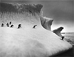 Exposio mostra pingins marchando na Antrtida