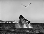 Salgado flagra baleia na pennsula Valdez (Argentina)