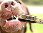 Foto mostra cachorro mordendo um memory stick