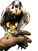 Falco treinado em simulao de caa em Americana