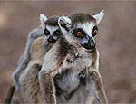 Os lmures so animais tpicos da ilha de Madagascar