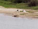 Casal de tuiuius, animais nativos do Pantanal