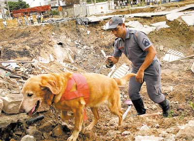 Co farejador ajuda na procura por vtimas do desabamento nas obras da estao Pinheiros do metr, na zona oeste de So Paulo