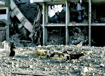Palestina conduz ovelhas diante de edifcio destrudo por ataques israelenses  Cidade de Gaza, cuja invaso entrou em ritmo lento