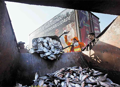 Pescadores jogam fora cerca de 20 toneladas de peixes por dia em Manaus, por falta de armazm com frigorfico