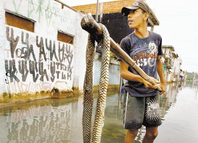 <b>MATOU A COBRA:</b> Luiz da Luz, 16, exibe serpente encontrada perto da casa dele, no Jardim Pantanal (SP), alagado desde a semana passada