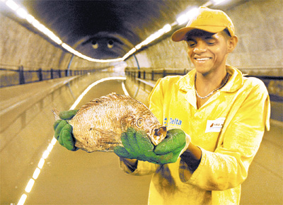 Funcionrio da prefeitura exibe peixe encontrado em tnel alagado;<br> para tcnicos, ele pode ter vindo de lago do parque Ibirapuera