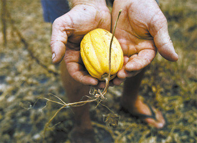 Agricultor exibe melo que deveria pesar 2 kg e no cresceu devido  estiagem longa que atinge o sudoeste gacho