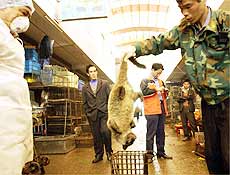 China planeja matar milhares de gatos selvagens por causa da Sars