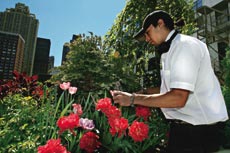 O jardineiro Raymond August cuida das plantas do empresrio Scott Johnson em cobertura de Nova York