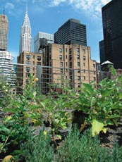Detalhe de horta em edifcio de Manhattan com o Empire State ao fundo