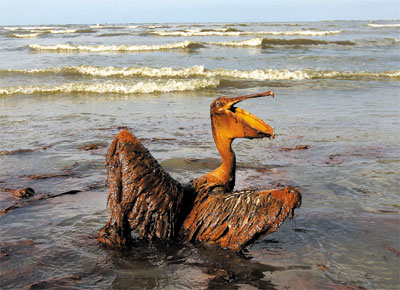 Pelicano coberto de leo em praia de ilha na Louisiana (EUA)