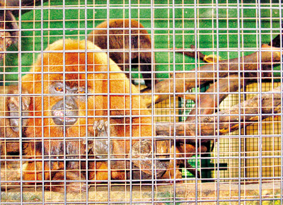 Macaco abrigado no Cemas (Centro de Manejo de Animais Silvestres), localizado no Horto Florestal (zona norte de So Paulo)