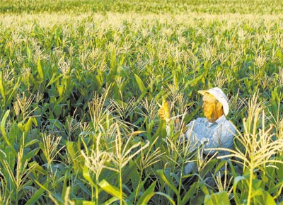 O agricultor Ademir Ferronato em sua plantação de milho convencional, no Paraná; ele teme contaminação por lavoura transgênica