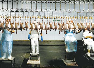 <b>MORTE SBITA:</b> Empresa em Chapec (SC) que abate 32 mil frangos por dia; frigorficos das regies Sul e Sudeste comeam a ser treinados para adotar o 