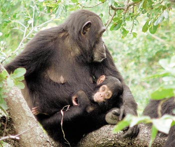 Macaco Chimpanzé Cercado Por Vírus Ilustração Conceitual Consciência  Varíola Hiv fotos, imagens de © katerynakon #614467930